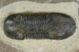 Bargain, Paralejurus Trilobite - Atchana, Morocco #119028-2